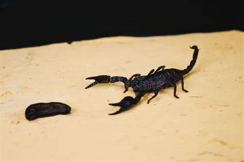Scorpio In Terrarium Black Scorpion Is A Poisonous Arthropod Stock