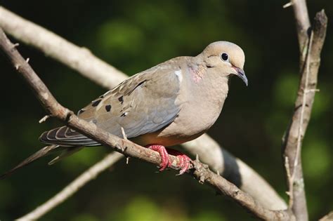 Mourning Dove Biology And Management In Alabama Alabama Cooperative