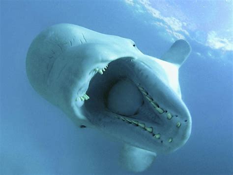 Thalassophobia Cute Beluga Whale Calf