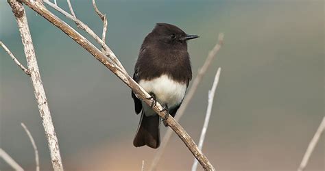 Black Phoebe Identification All About Birds Cornell Lab Of Ornithology