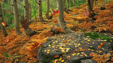 5 Hours Autumn Leaves Falling Fall Season Nature Screen Saver