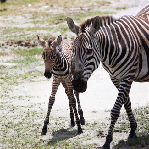 New Born Baby Zebra With Its Mother Stock Photo Image Of Quaggazebra