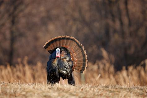 Modern Turkey Hunting On Long Island