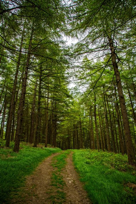 Forest Path Free Stock Photo Public Domain Pictures