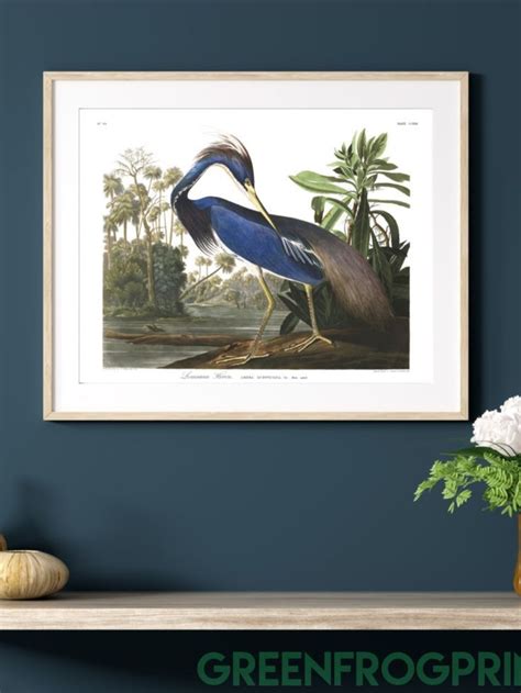 audubon louisiana heron art print beautiful high quality printed canvas or paper artwork in