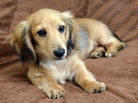 Daily brushing is recommended to maintain a healthy coat and avoid any matting. Golden Dox (Golden Retriever X Dachshund Mix) Info ...
