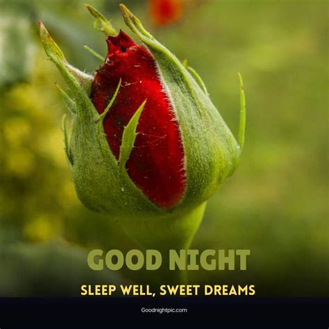 150 Good Night Roses Images Spark Romance With Petals Morning Pic