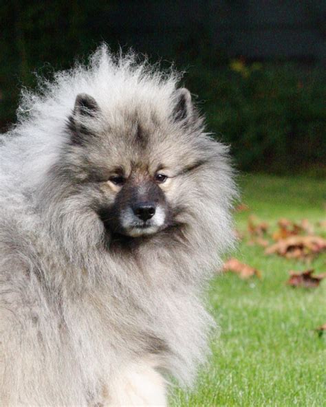 Handsome Me Keeshond Keeshond Dogs And Puppies Animals Friends