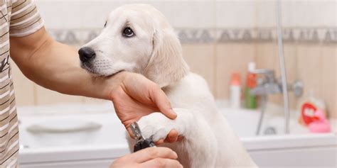 How to Trim Dogs Nails - How to Cut Dog Nails That Are Too ...