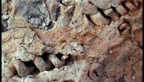 Carbon dating, also known as radiocarbon dating, is a scientific procedure used to date organic matter. How Is Radioactive Dating Used to Date Fossils? | Sciencing