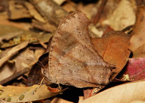 Common Evening Brown Butterfly Melanitis Leda Satyrinae Flickr