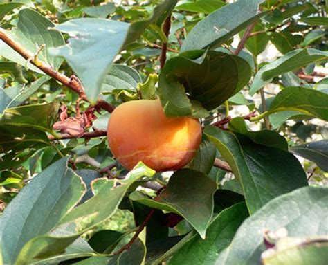 This group is a resource containing photos of about 1800 species of trees in blossom. Ideal Fruit Trees for Alabama | Hunker