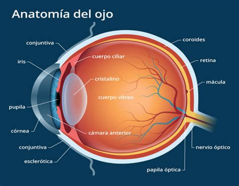 Estructura Ojo Vista Frontal Anatomia Del Ojo Ojos Anatomia Ocular Images