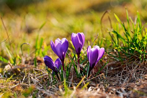 Check spelling or type a new query. Purple flowers growing out of the soil | Next picture from ...