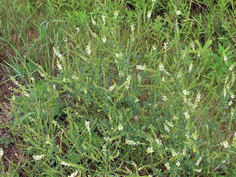 White Sweet Clover Melilotus Albus Edible And Medicinal Uses Of The