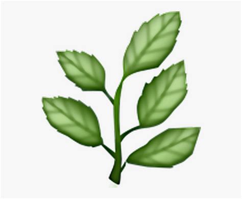Leaf Plant Green Aesthetic Herb Emoji Png Transparent Png Kindpng