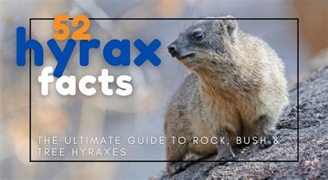 52 Hyrax Facts The Ultimate Guide To Rock Bush And Tree Hyraxes With