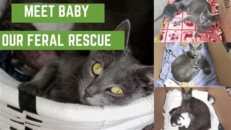 We Rescued A Las Vegas Feral Pregnant Cat Meet Baby And The Birth Of