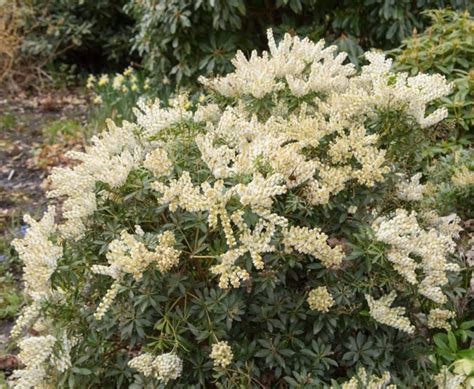 Pieris Japonica Care Growing Tips Horticulture Co Uk