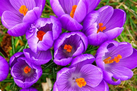 Spring Crocus Poisoning In Dogs Symptoms Causes Diagnosis