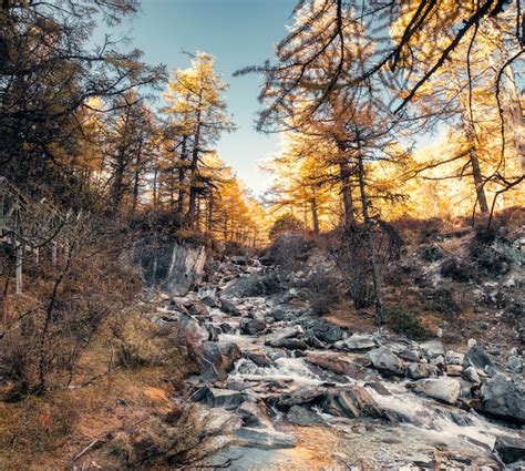 Premium Photo Waterfall Flowing On Rocks In Autumn Pine Forest