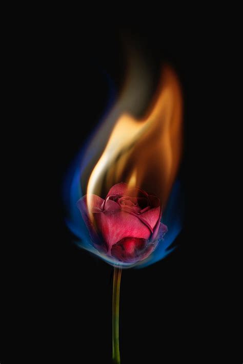 Aesthetic Burning Rose Flower Realistic Flame Effect On Dark Background Free Image By