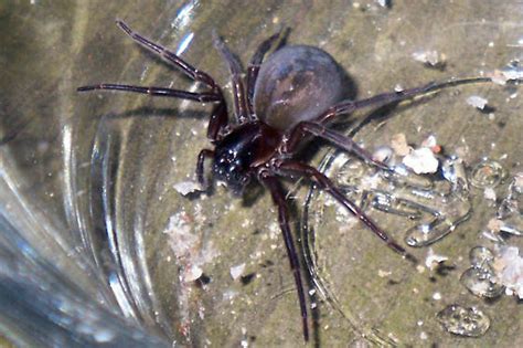 Black Spider In Northeast Ohio Basement Bugguidenet