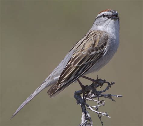 Chipping Sparrow San Diego Bird Spot