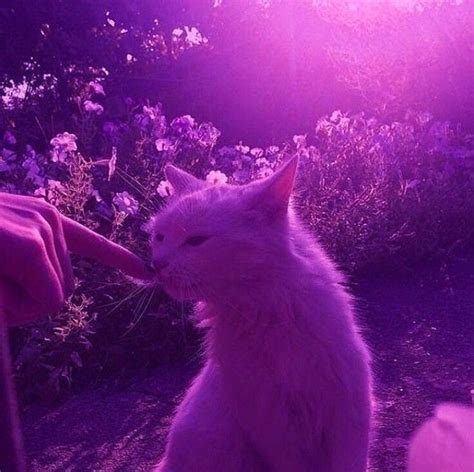 Here Is A Cute Cat For You All Violet Aesthetic Dark Purple
