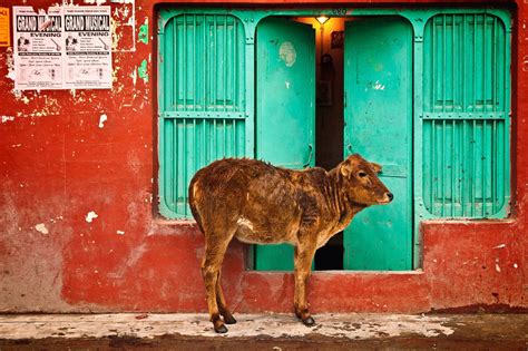 Por Qu Las Vacas Son Sagradas En La India Viajando Con Atman