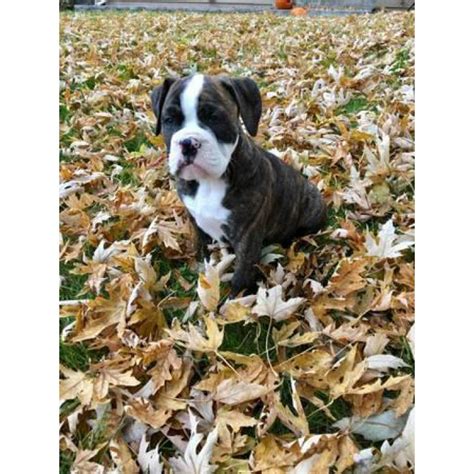 The english bulldog is a stocky breed with an intimidating appearance, but is one of the gentlest types of dogs. Olde English Bulldogge 2 males 1 female left in , Missouri ...