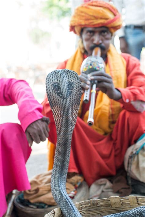 Snake Charmers Appear To Hypnotize Cobras By Playing A Flute Like