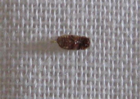 Small Round Brown Bugs In Bedroom