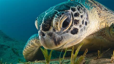 Turtle Animals Underwater Wallpapers Hd Desktop And