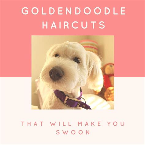 Goldendoodle Haircuts That Will Make You Swoon Goldendoodle Haircuts