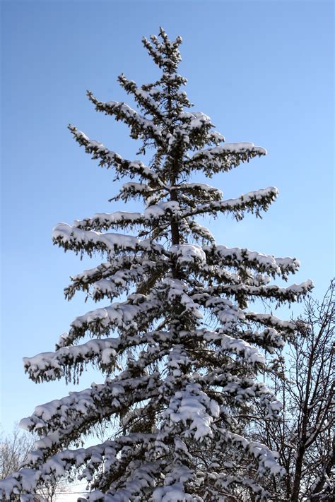 We did not find results for: Snow on Branches of Pine Tree Picture | Free Photograph ...