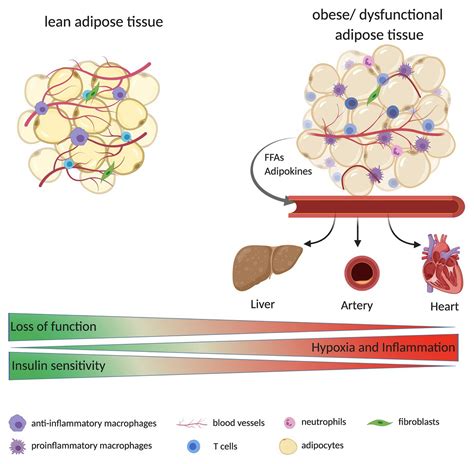 Frontiers Angiogenesis In Adipose Tissue The Interplay Between