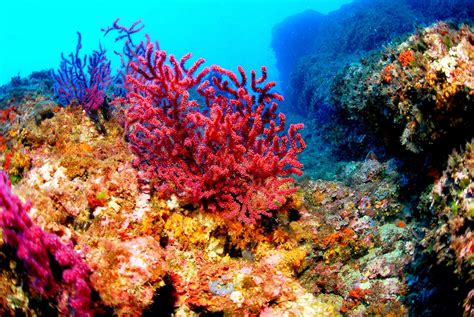 Animales Marinos Cuida Los Arrecifes De Coral