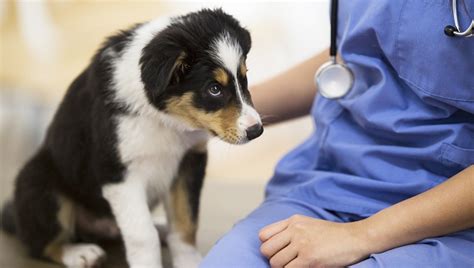Capillariasis In Dogs Symptoms Causes And Treatments Dogtime