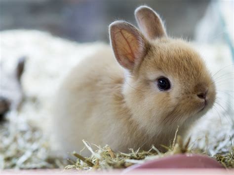 How Much Does A Netherland Dwarf Rabbit Cost 2024 Price Guide Pet Keen