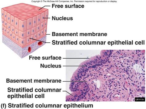 Stratified Columnar Epithelium Diagram Body Tissues Tissues Groups Of