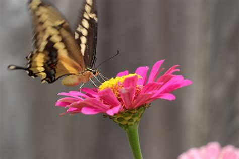 Swallowtail Zinnia 1 Giant Swallowtail Papilio Cresphon Flickr