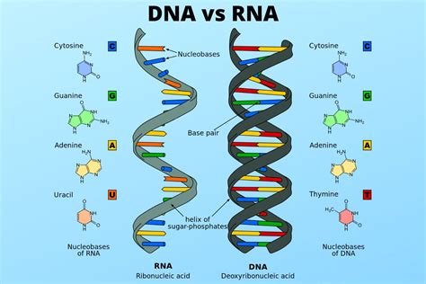 What Are The Differences And Similarities Between Dna And Rna