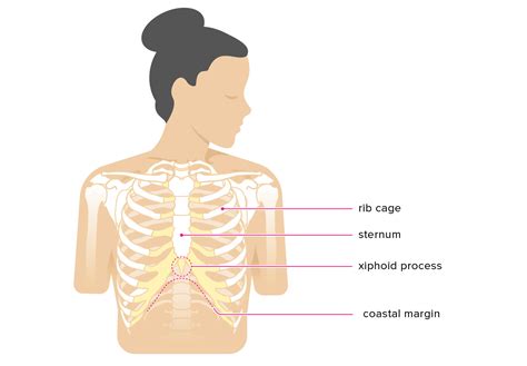 The functions of the skeleton. Xiphoid Process: Pain, Lump, Removal, and More