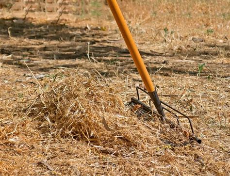 Great pest control service, attention to detail and personal interest. Understanding More About Common Lawn Diseases in San ...
