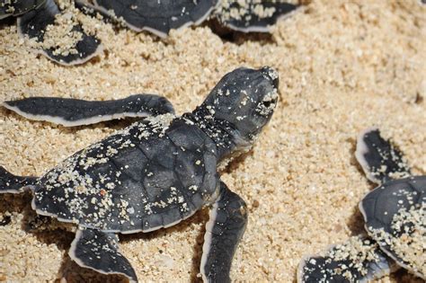 Baby Sea Turtles Getting Eaten
