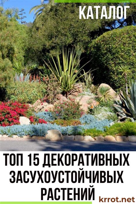 ТОП 15 Декоративных Засухоустойчивых Растений для Сада