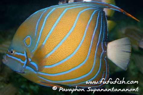 Blue Ring Angelfish Reefthailand