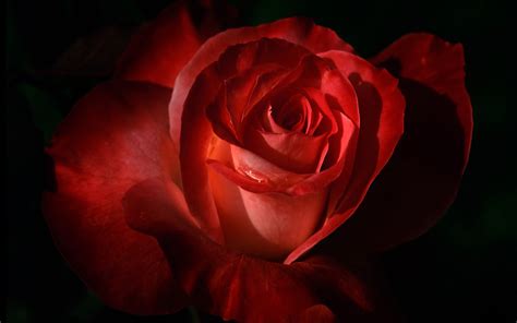 Red Rose 2 Wallpapers Wallpapers Hd
