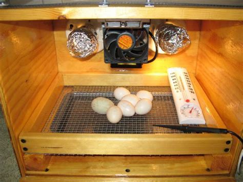 Made out of cardboard, a couple light bulbs and shredded newspaper on the floor we placed a dozen chicken eggs in there and. Candling Pics: Progression Through Incubation Of Chicken ...